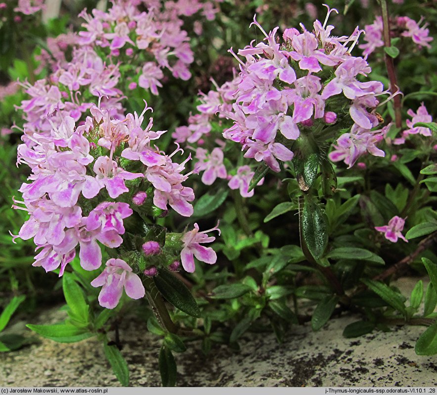 Thymus longicaulis