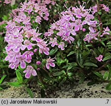 Thymus longicaulis