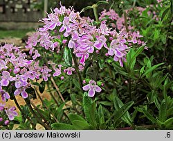 Thymus longicaulis