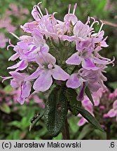 Thymus longicaulis