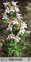 Thymus vulgaris (macierzanka tymianek)