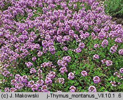 Thymus pulegioides (macierzanka zwyczajna)