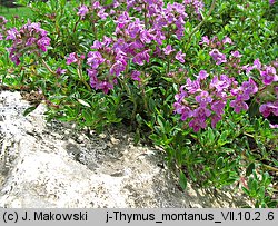 Thymus pulegioides (macierzanka zwyczajna)