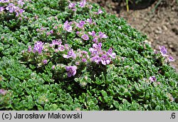 Thymus serpyllum (macierzanka piaskowa)