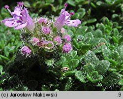 Thymus serpyllum (macierzanka piaskowa)