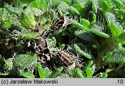 Thymus serpyllum (macierzanka piaskowa)