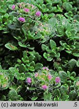 Thymus serpyllum (macierzanka piaskowa)