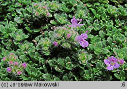 Thymus serpyllum (macierzanka piaskowa)