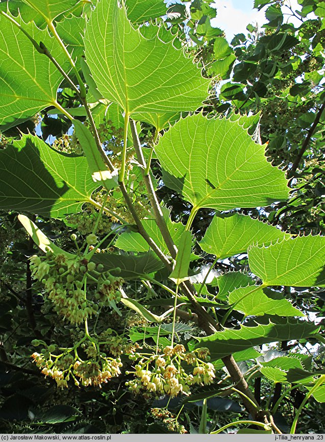 Tilia henryana (lipa Henry'ego)