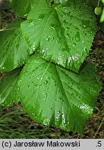 Tilia americana Moltkei