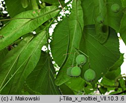 Tilia americana Moltkei