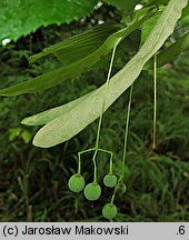 Tilia americana Moltkei