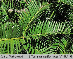 Torreya californica (czwórczak kalifornijski)