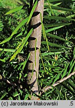 Torreya californica (czwórczak kalifornijski)