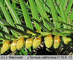 Torreya californica (czwórczak kalifornijski)