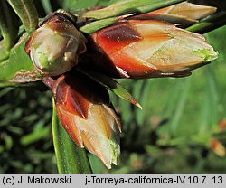 Torreya californica (czwórczak kalifornijski)