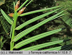 Torreya californica (czwórczak kalifornijski)