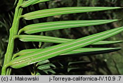 Torreya californica (czwórczak kalifornijski)