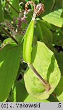 Tricyrtis hirta (trójsklepka owłosiona)