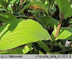 Tricyrtis hirta (trójsklepka owłosiona)