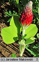 Trifolium incarnatum (koniczyna krwistoczerwona)