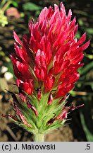 Trifolium incarnatum (koniczyna krwistoczerwona)