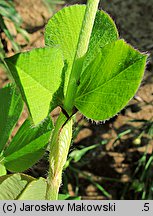 Trifolium incarnatum (koniczyna krwistoczerwona)