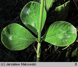 Trifolium incarnatum (koniczyna krwistoczerwona)