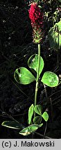 Trifolium incarnatum (koniczyna krwistoczerwona)