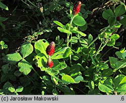 Trifolium incarnatum (koniczyna krwistoczerwona)