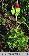 Trifolium incarnatum (koniczyna krwistoczerwona)