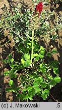 Trifolium incarnatum (koniczyna krwistoczerwona)