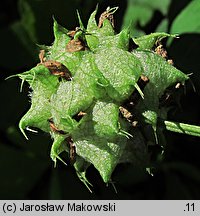 Trifolium resupinatum var. majus (koniczyna skręcona większa)