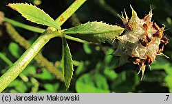 Trifolium resupinatum var. majus (koniczyna skręcona większa)