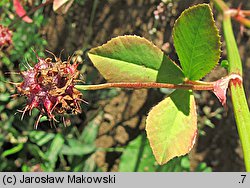 Trifolium resupinatum var. majus (koniczyna skręcona większa)