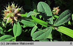 Trifolium resupinatum var. majus (koniczyna skręcona większa)