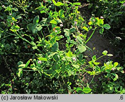 Trifolium resupinatum var. majus (koniczyna skręcona większa)