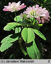 Trifolium resupinatum var. majus (koniczyna skręcona większa)