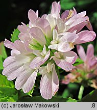 Trifolium resupinatum var. majus (koniczyna skręcona większa)