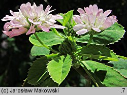 Trifolium resupinatum var. majus (koniczyna skręcona większa)