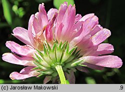 Trifolium resupinatum var. majus (koniczyna skręcona większa)