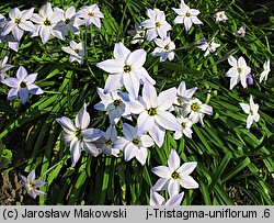 Ipheion uniflorum (ifejon jednokwiatowy)