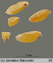 Triticum turgidum ssp. durum (pszenica szorstka twarda)