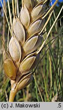 Triticum turgidum ssp. durum (pszenica szorstka twarda)