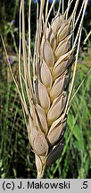 Triticum turgidum ssp. durum (pszenica szorstka twarda)