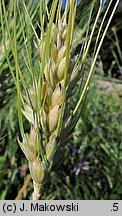 Triticum turgidum ssp. durum (pszenica szorstka twarda)