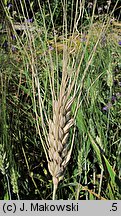 Triticum turgidum ssp. durum (pszenica szorstka twarda)