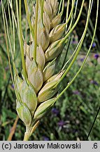 Triticum turgidum ssp. durum (pszenica szorstka twarda)