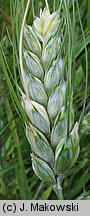 Triticum turgidum ssp. durum (pszenica szorstka twarda)