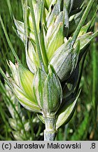 Triticum turgidum ssp. durum (pszenica szorstka twarda)